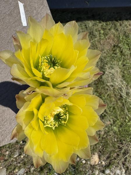 Echinocereus pectinatus gelb/grün